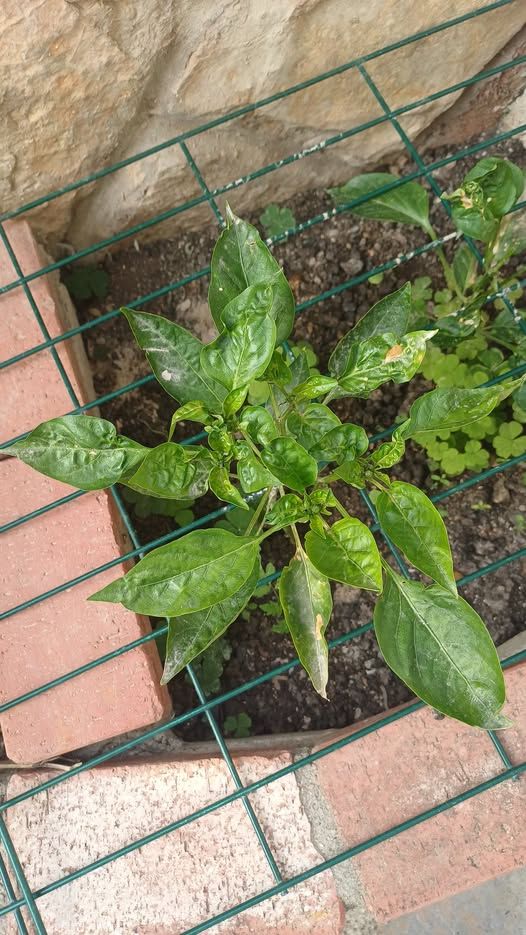 Biber (Capsicum annuum)