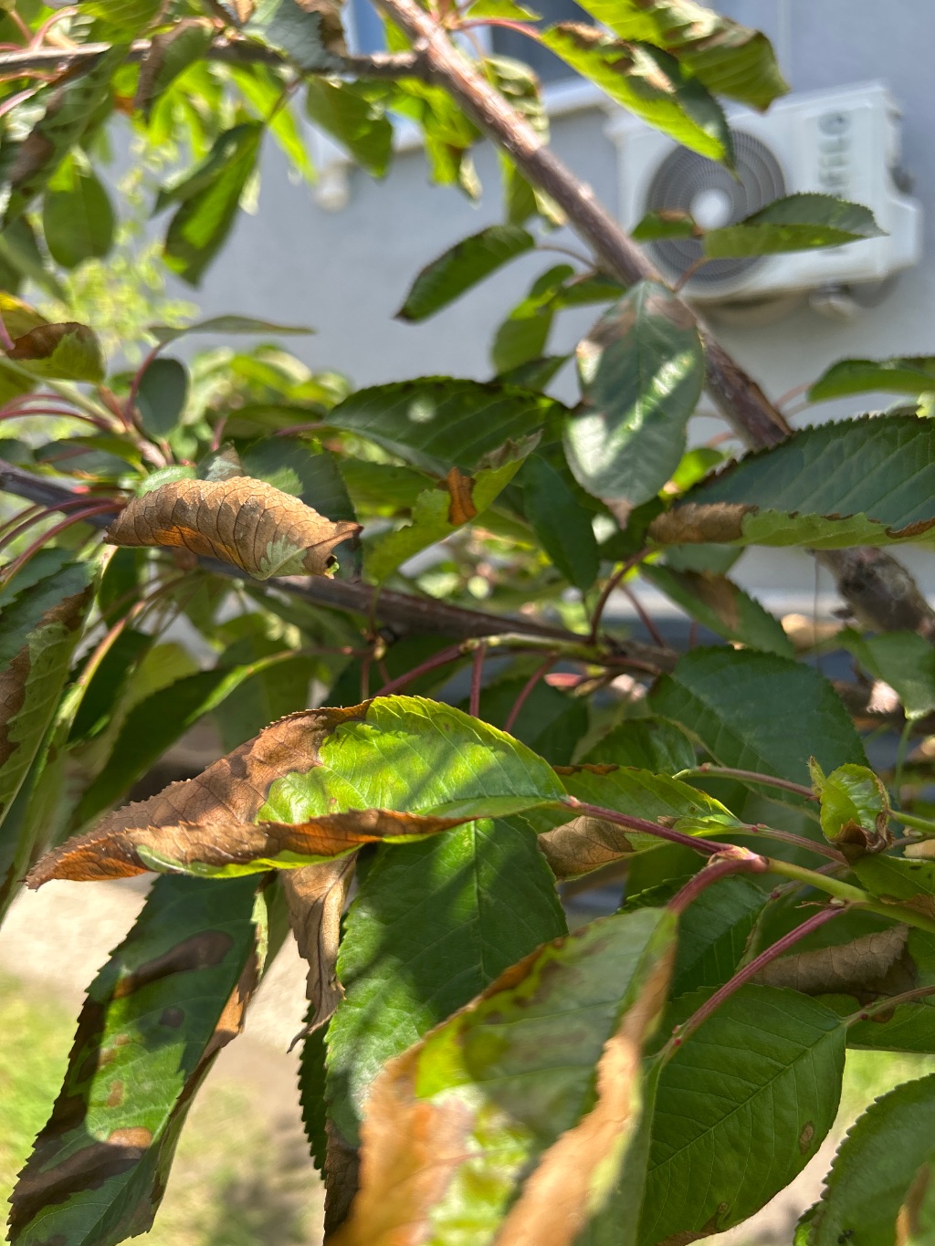 Kiraz (Prunus avium)