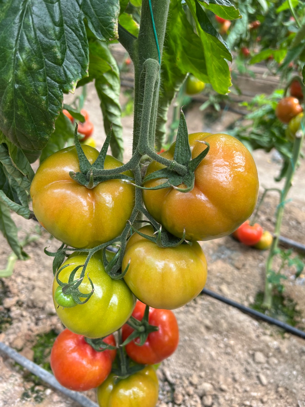 Domates (Solanum lycopersicum)