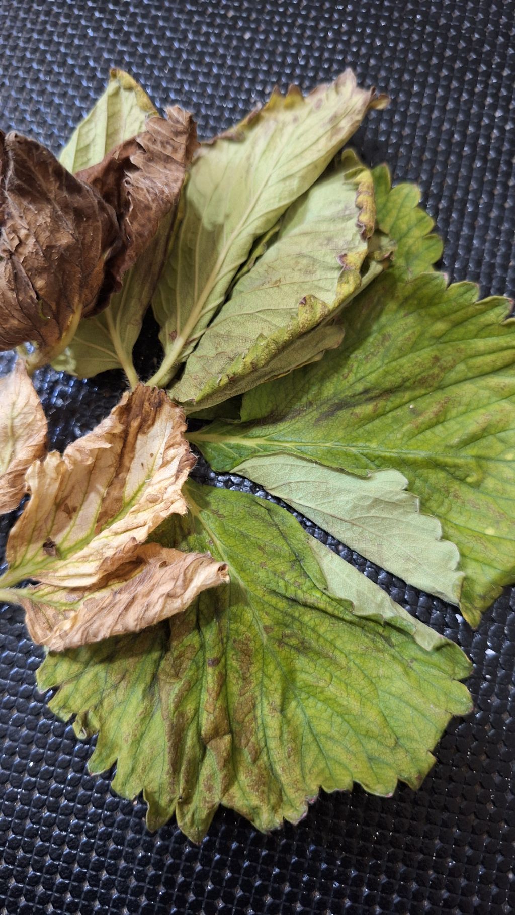 Çilek (Fragaria x ananassa)