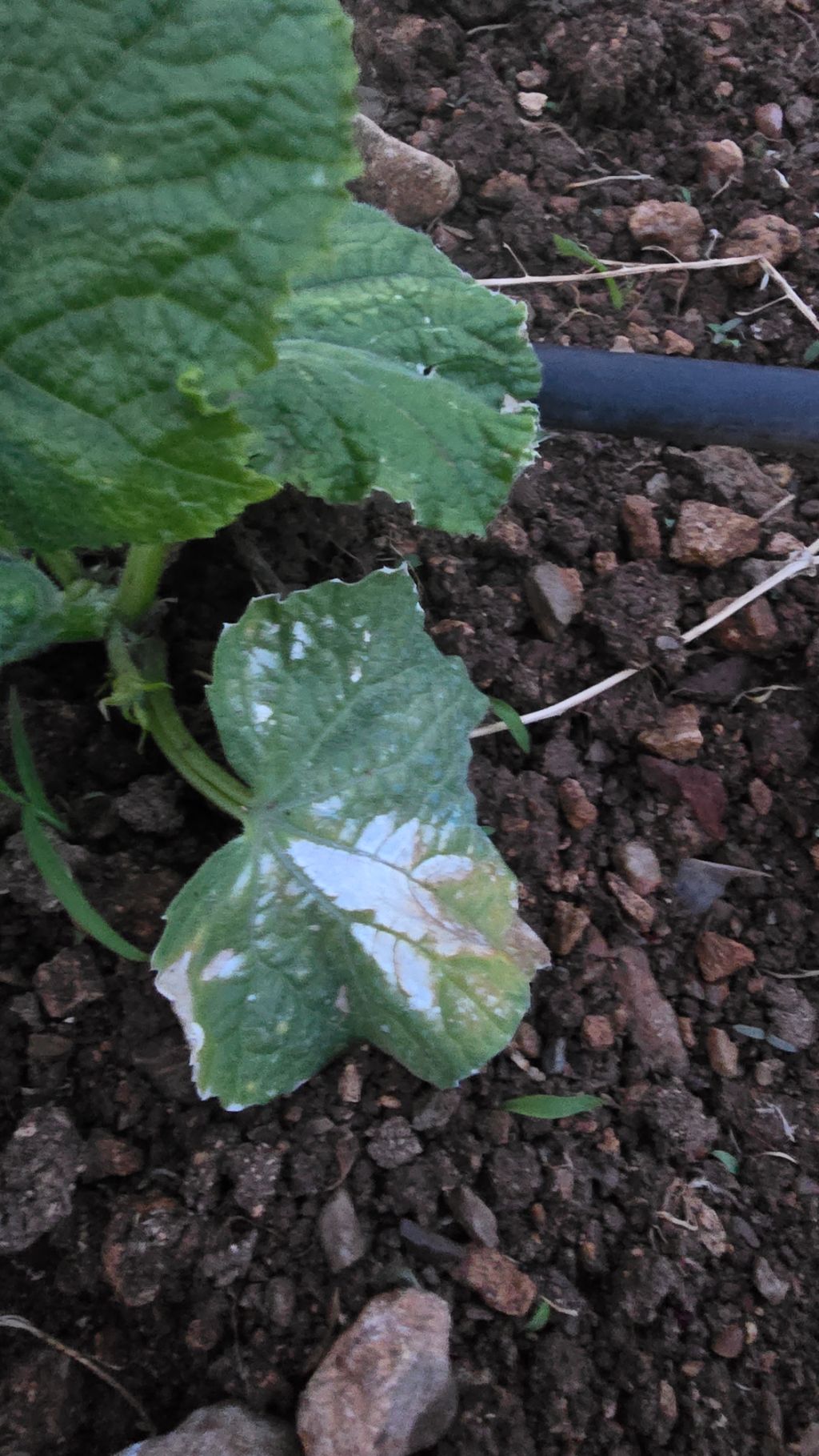 Salatalık (Cucumis sativus)
