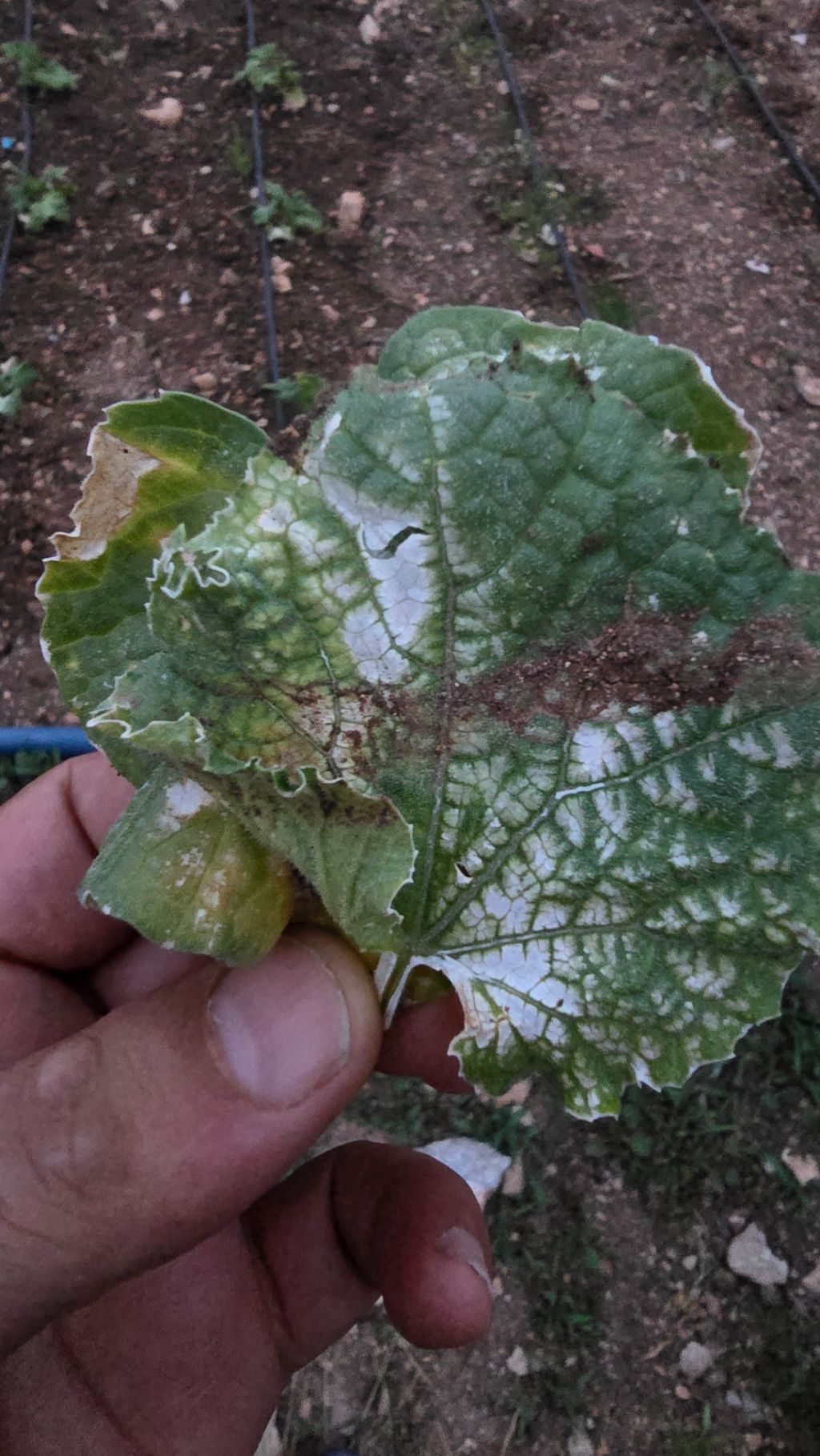 Hıyar (Cucumis sativus)