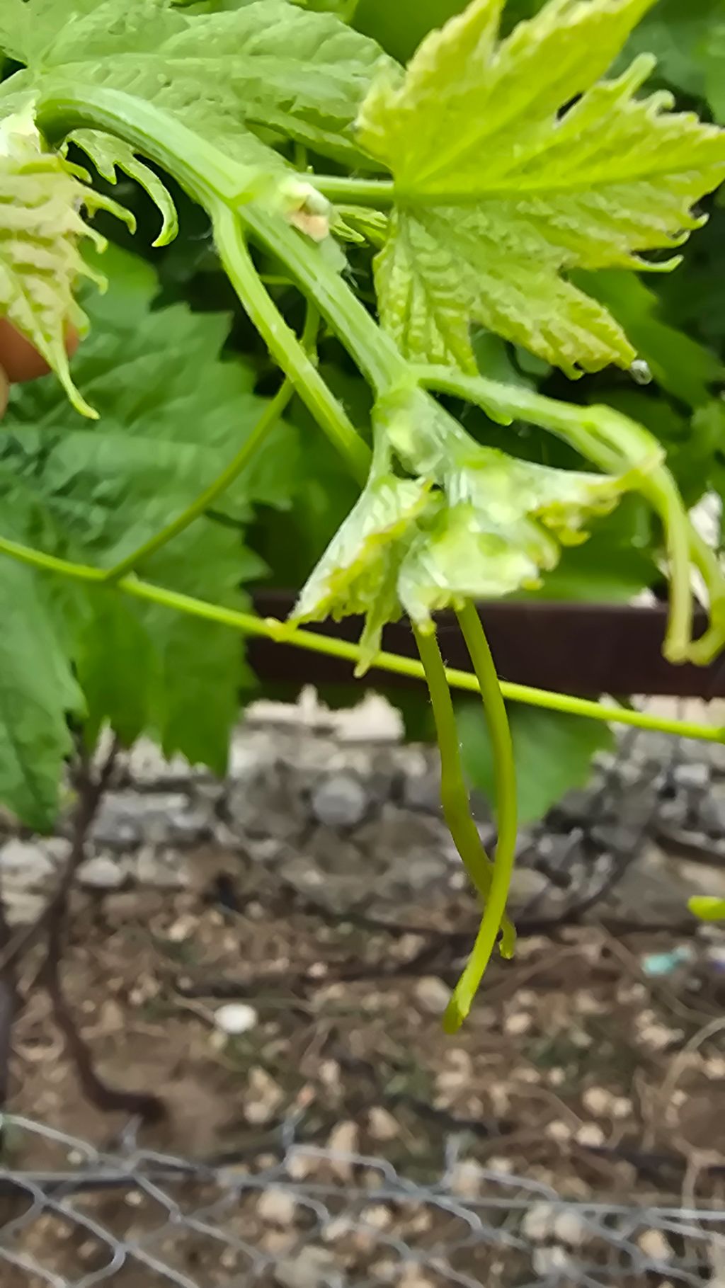 Asma (Vitis vinifera)