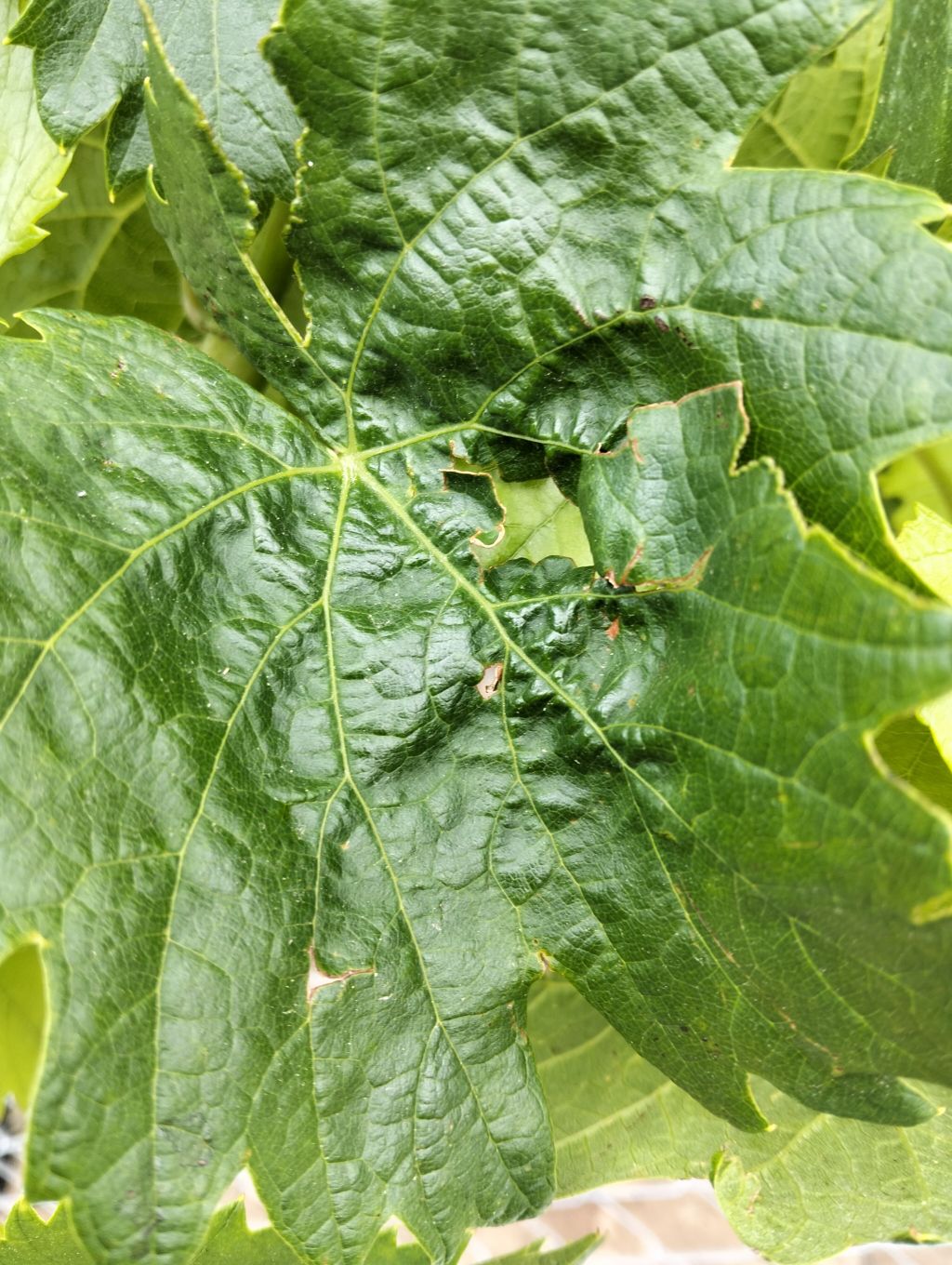 Üzüm (Vitis vinifera)