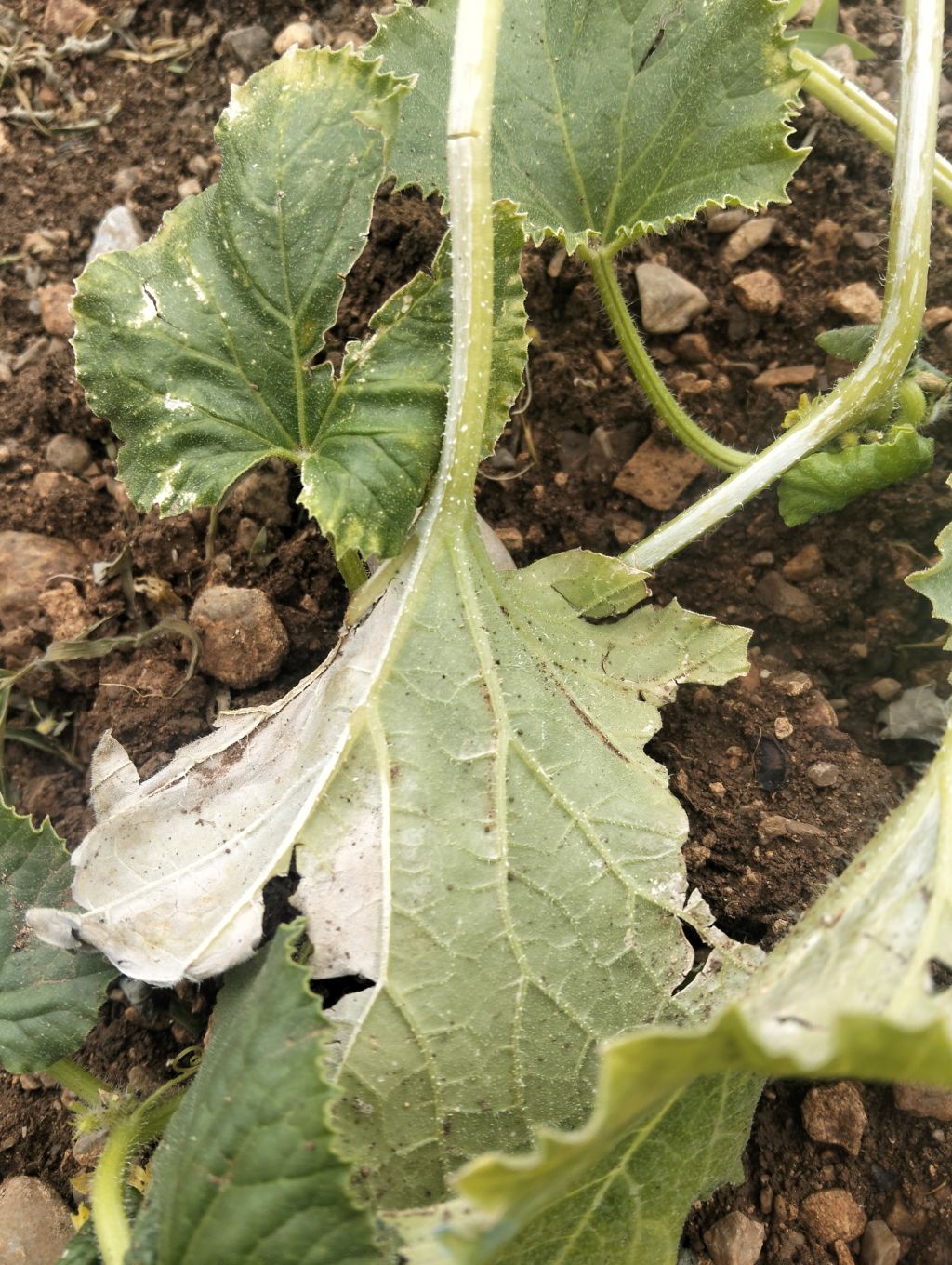 Kabak (Cucurbita pepo)