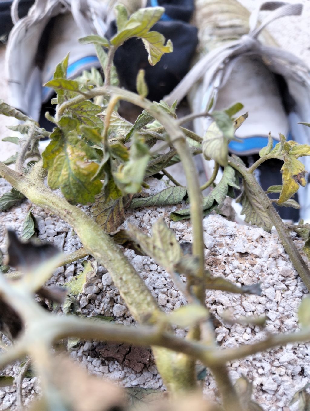 Domates (Solanum lycopersicum)