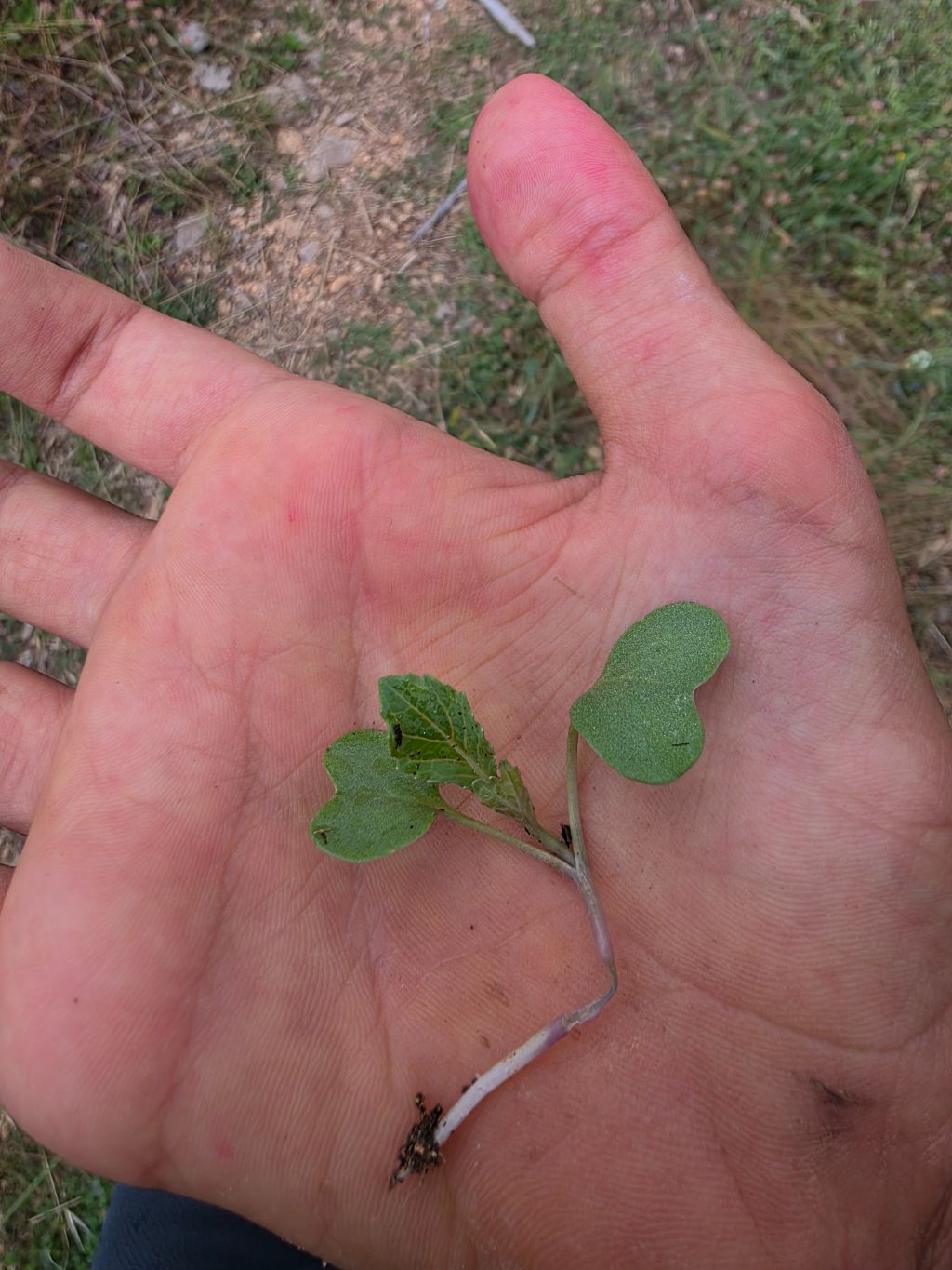 Lahana (Brassica oleracea)
