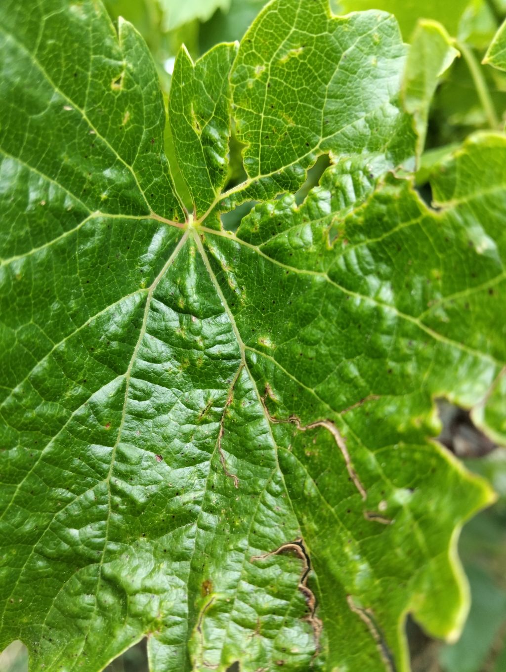 Üzüm Asması (Vitis vinifera)
