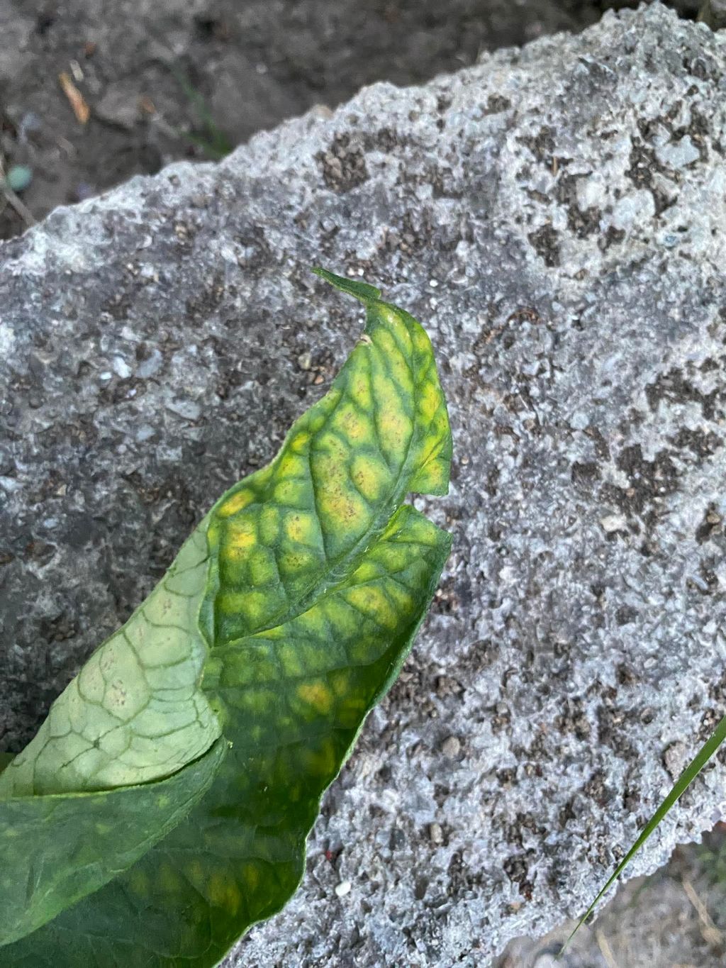 Fasulye (Phaseolus vulgaris)