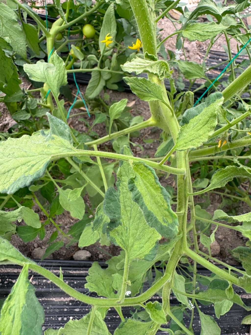 Domates (Solanum lycopersicum)