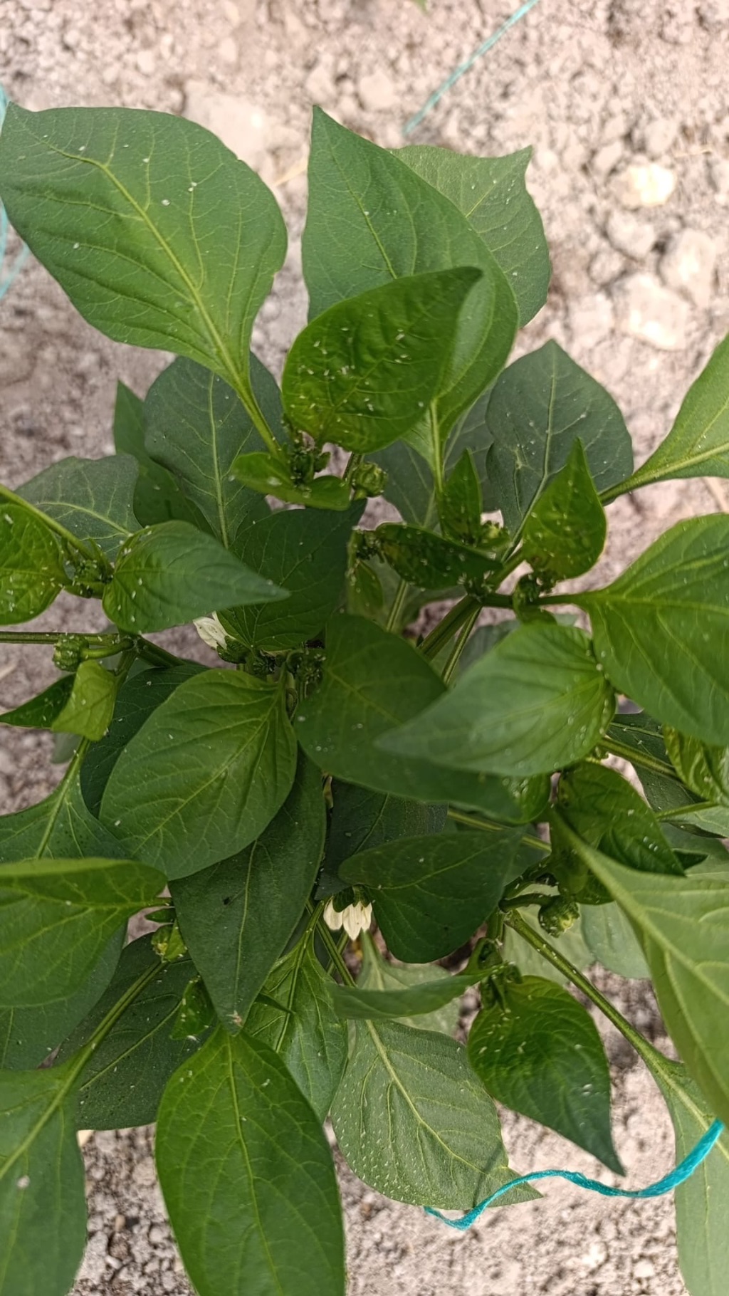 Biber (Capsicum annuum)