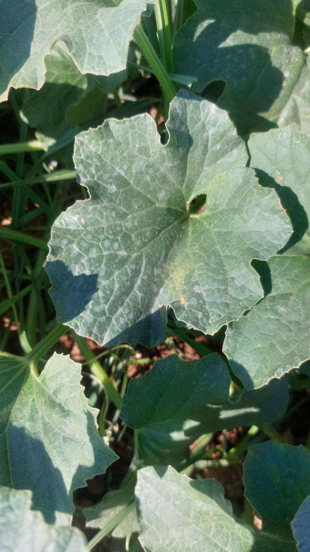 Kavun (Cucumis melo)