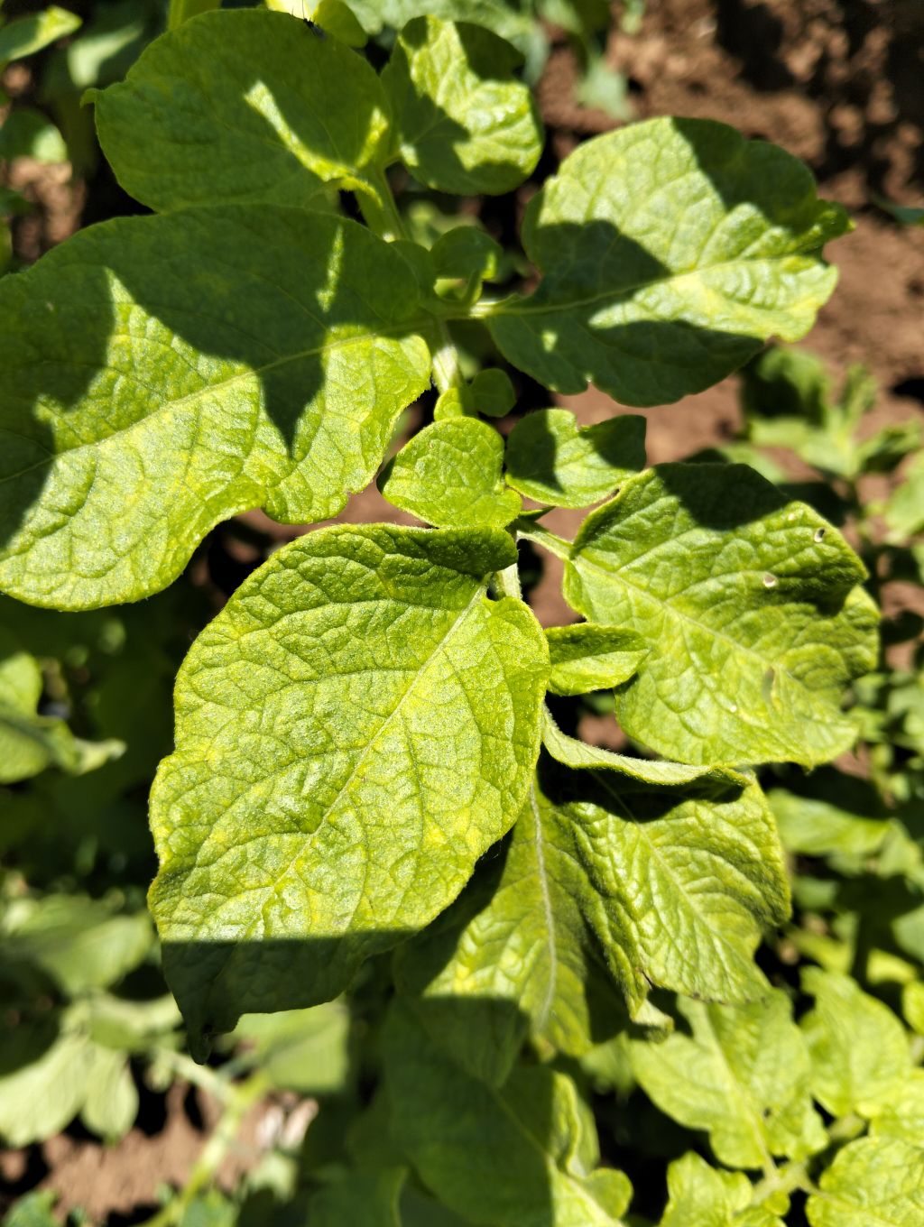 Patates (Solanum tuberosum)