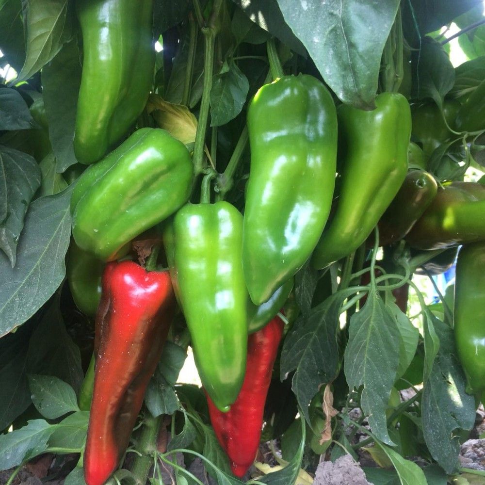 Biber (Capsicum annuum)
