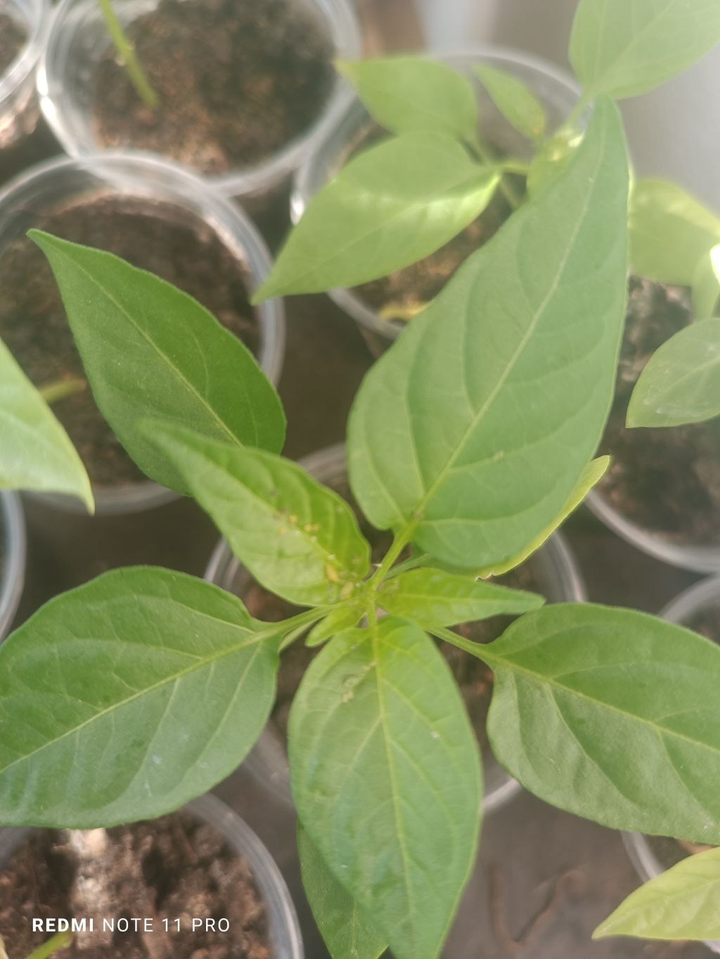 Biber (Capsicum annuum)
