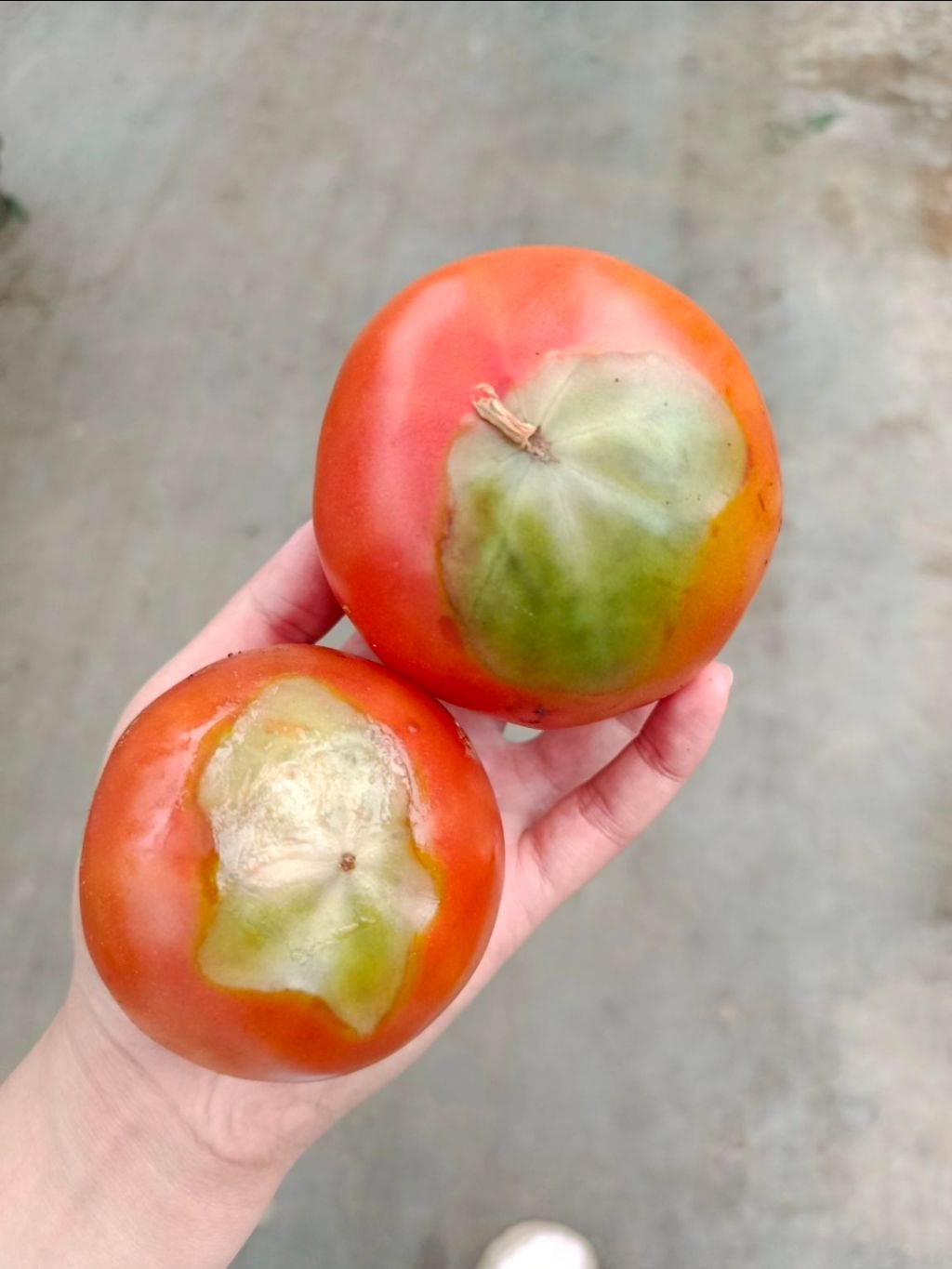 Domates (Solanum lycopersicum)