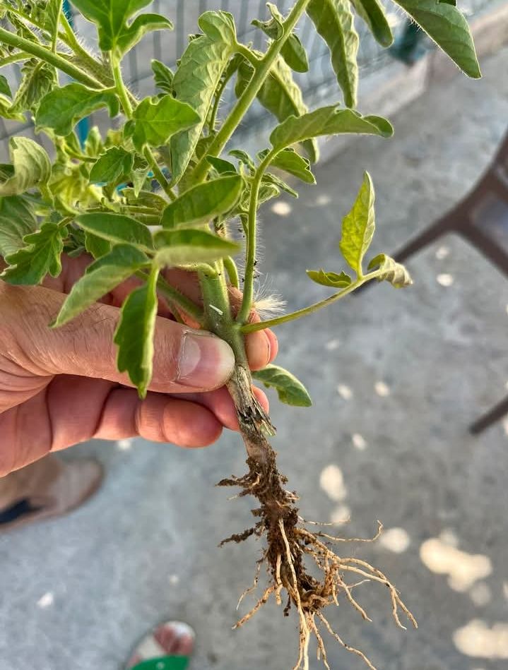 Domates (Solanum lycopersicum)