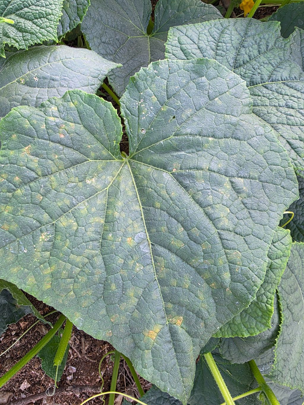 Hıyar (Cucumis sativus)