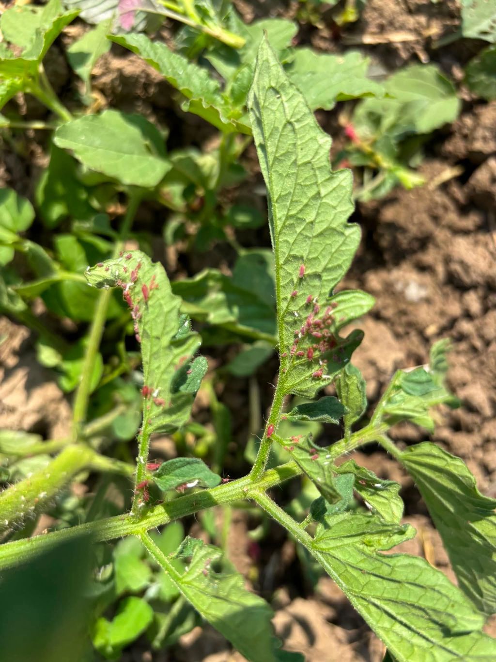 Domates (Solanum lycopersicum)