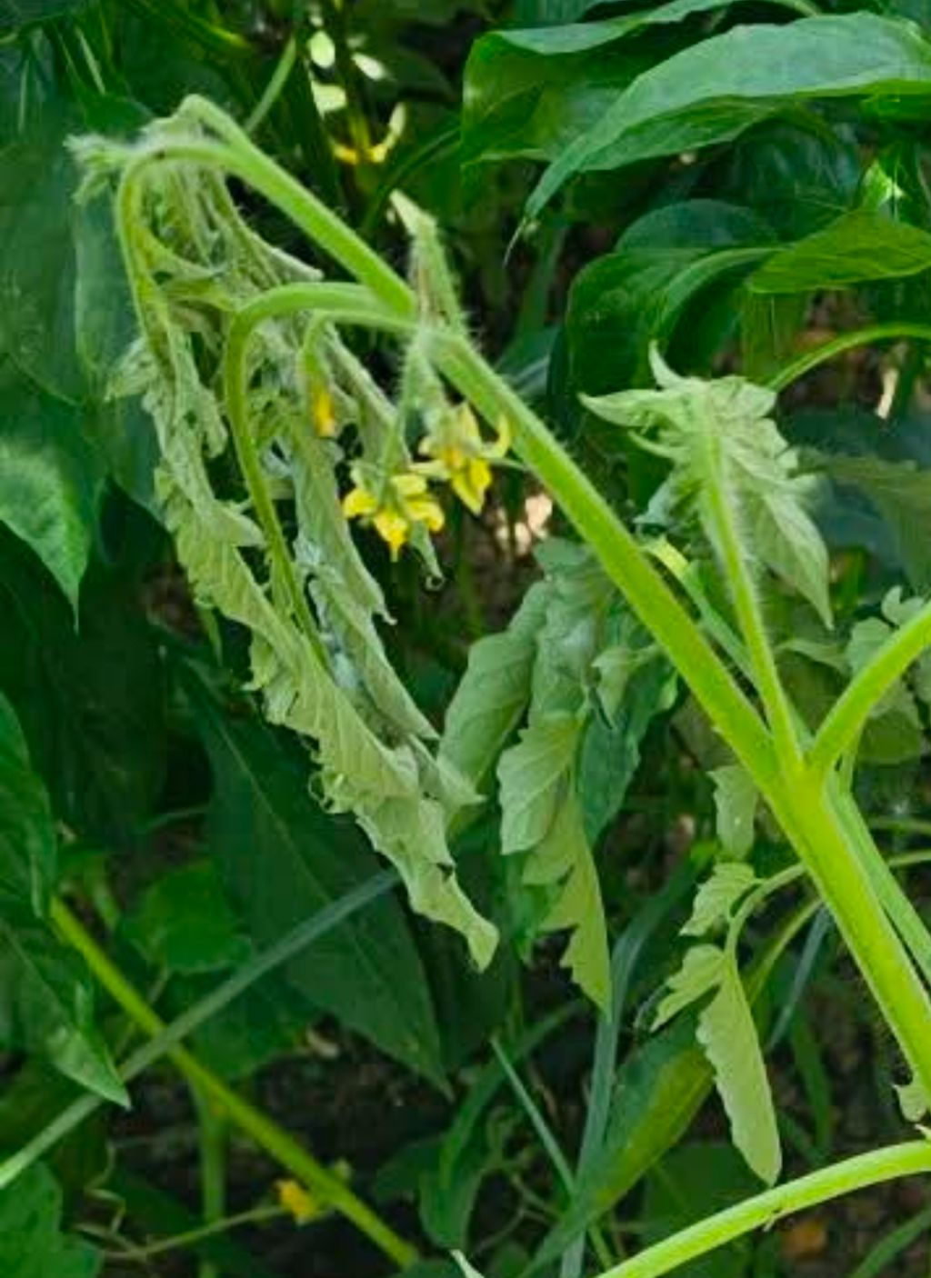 Domates (Solanum lycopersicum)