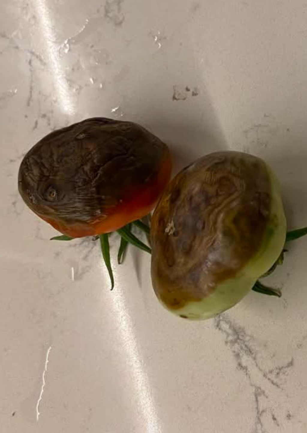 Domates (Solanum lycopersicum)