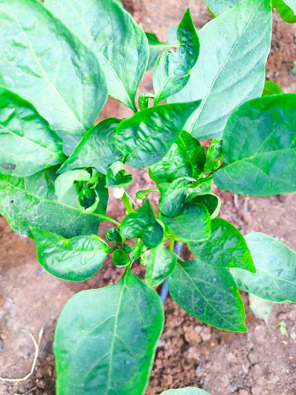 Biber (Capsicum annuum)
