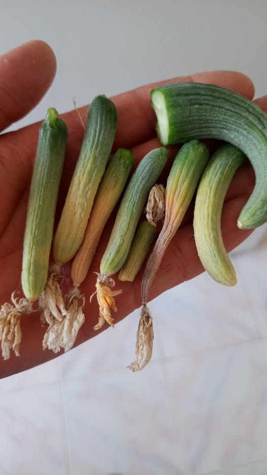 Muz Dizisi (Curio radicans)