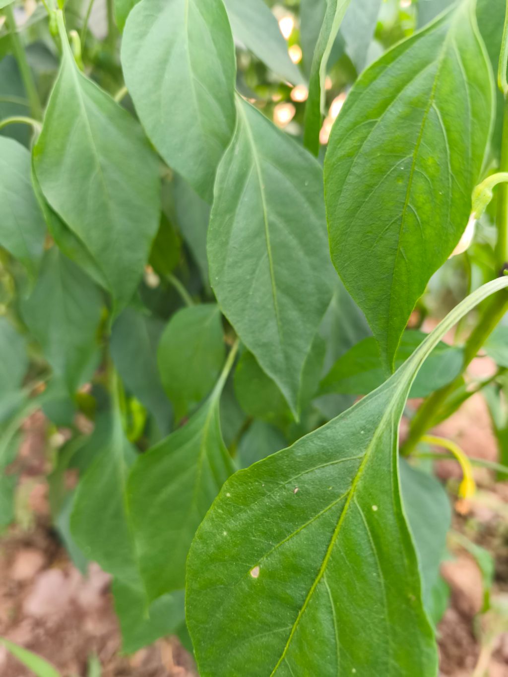 Biber (Capsicum annuum)