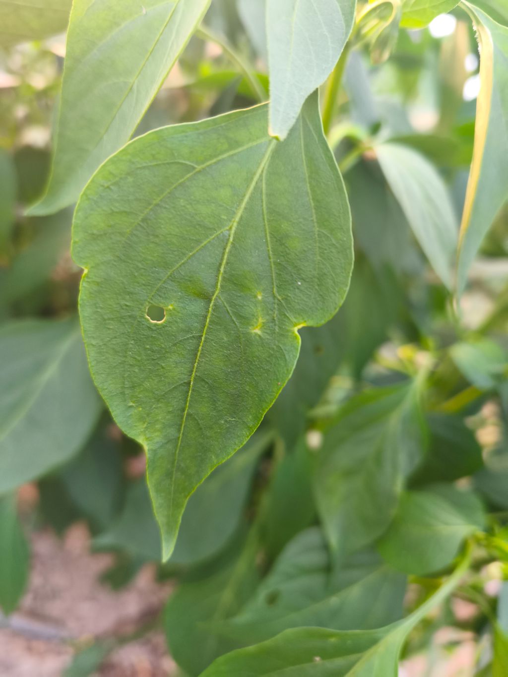 Biber (Capsicum annuum)
