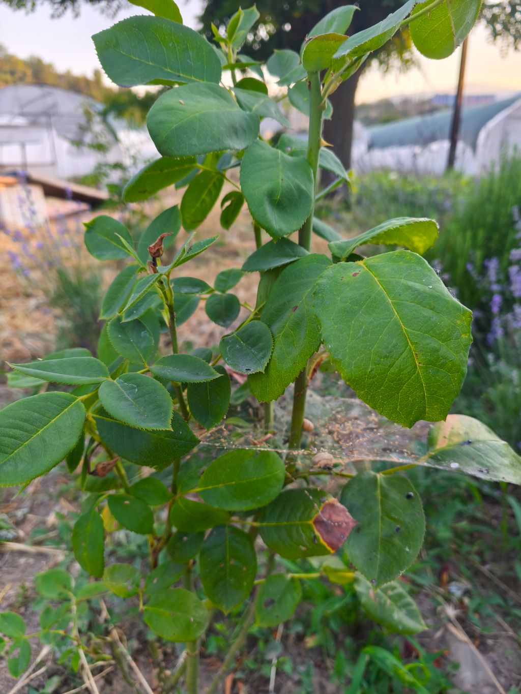 Gül (Rosa sp.)