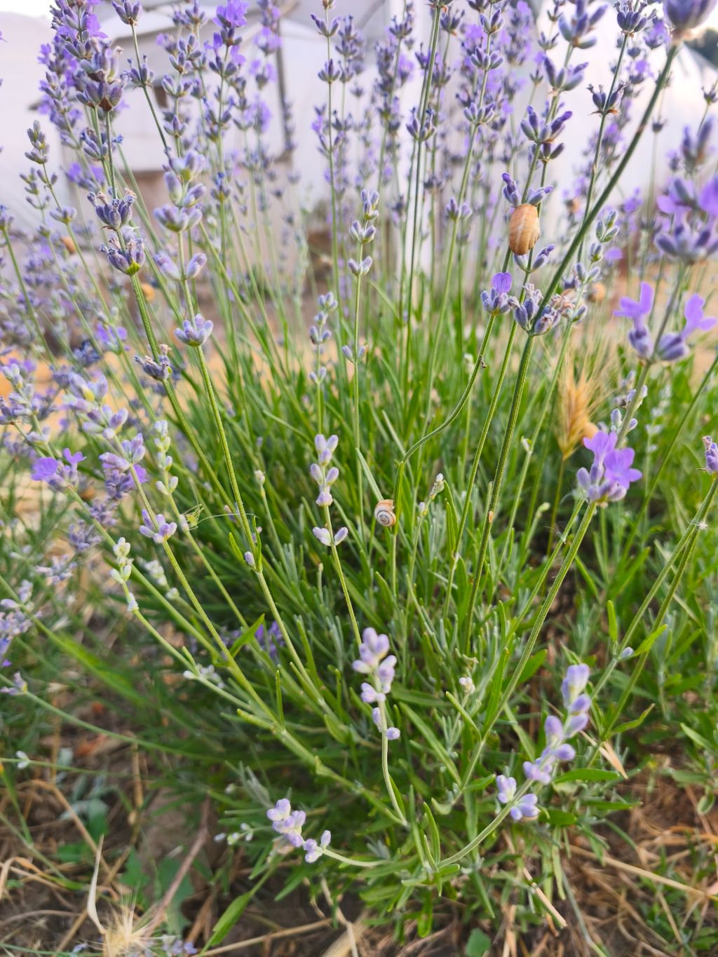 Lavanta (Lavandula angustifolia)