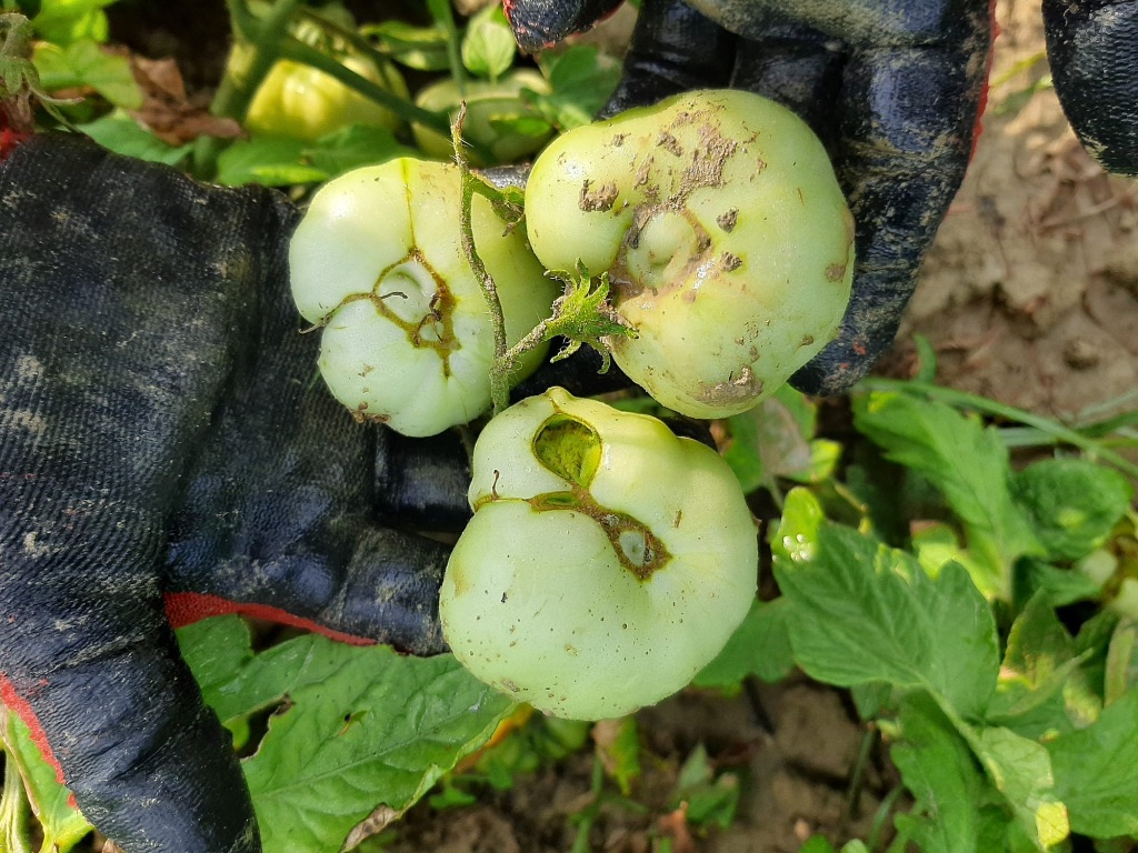 Domates (Solanum lycopersicum)