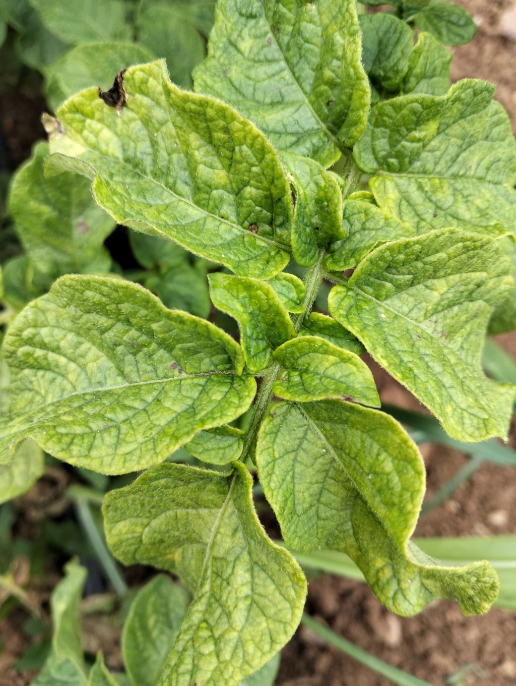 Patates (Solanum tuberosum)
