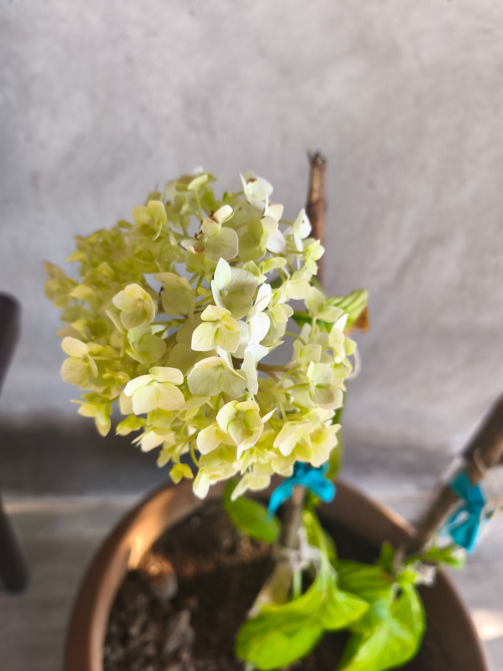 Ortanca (Hydrangea paniculata)