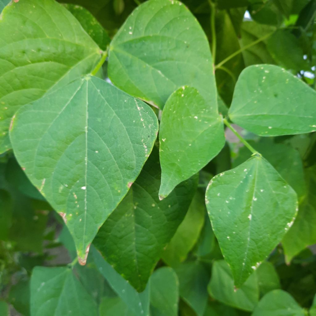 Fasulye (Phaseolus vulgaris)