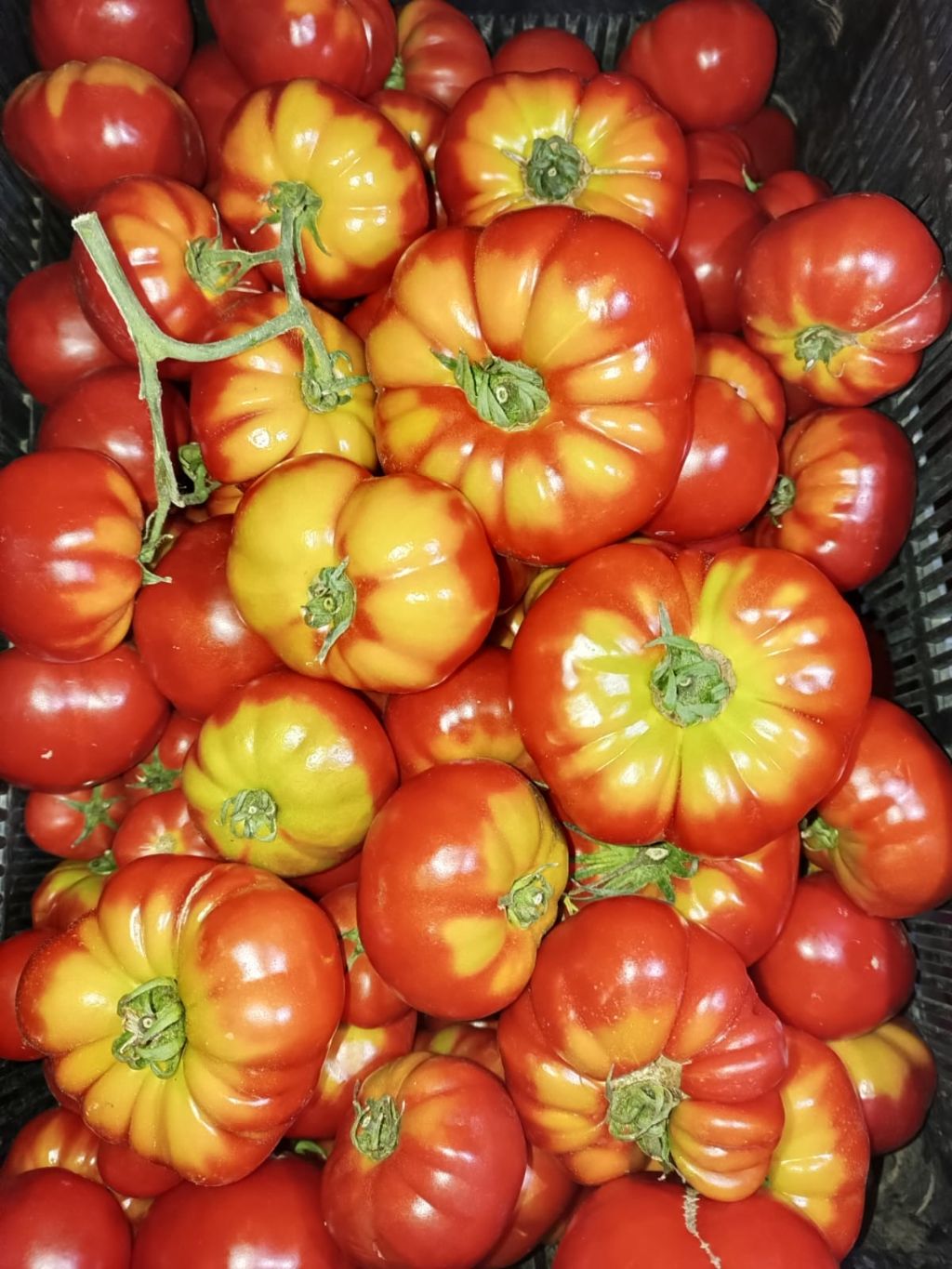 Domates (Solanum lycopersicum)