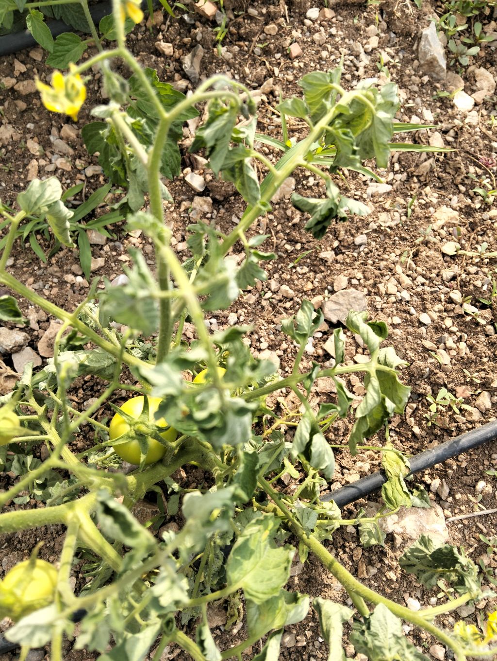 Domates (Solanum lycopersicum)