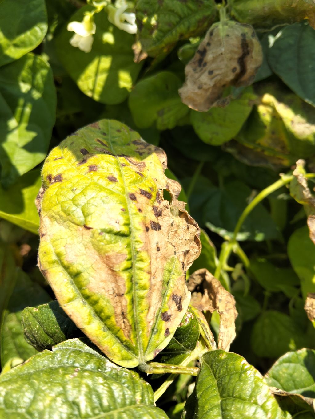Fasulye (Phaseolus vulgaris)