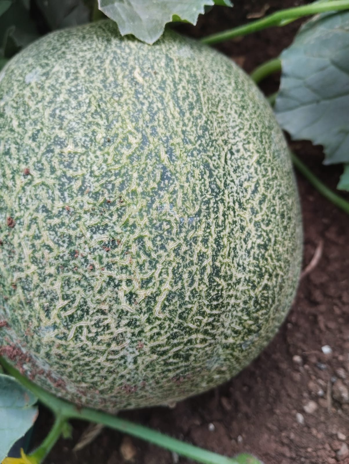 Kavun (Cucumis melo)
