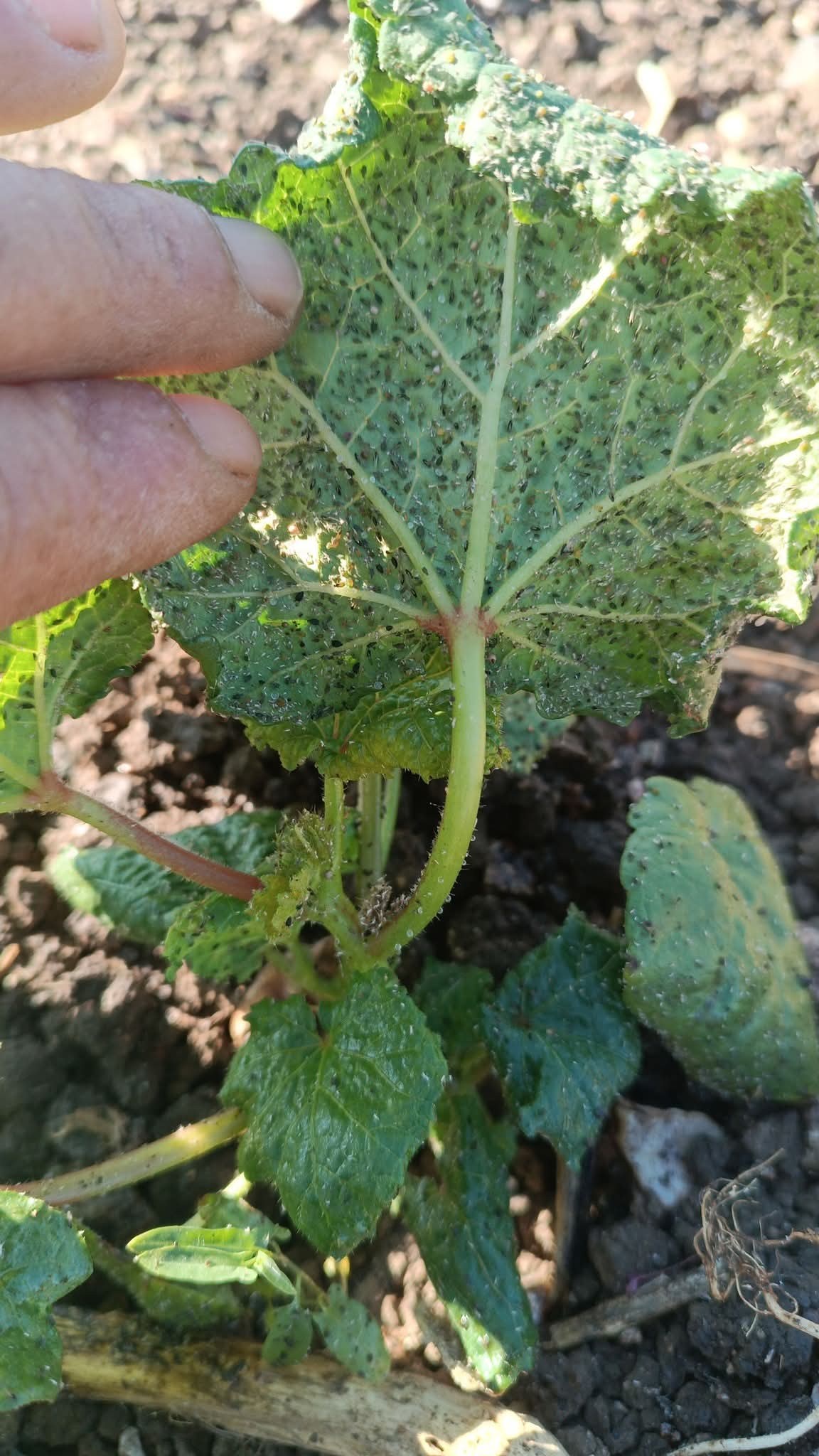 Bamya (Abelmoschus esculentus)