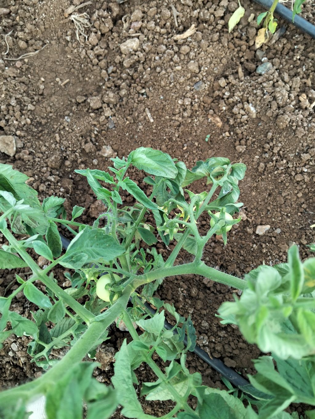 Domates (Solanum lycopersicum)