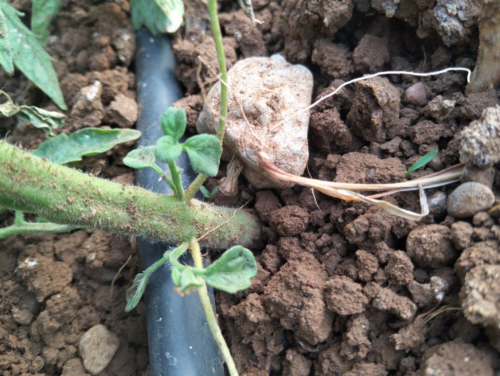 Domates (Solanum lycopersicum)
