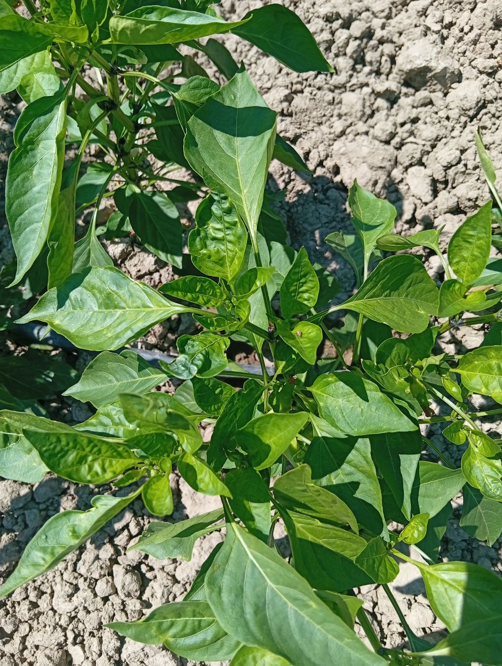 Biber (Capsicum annuum)