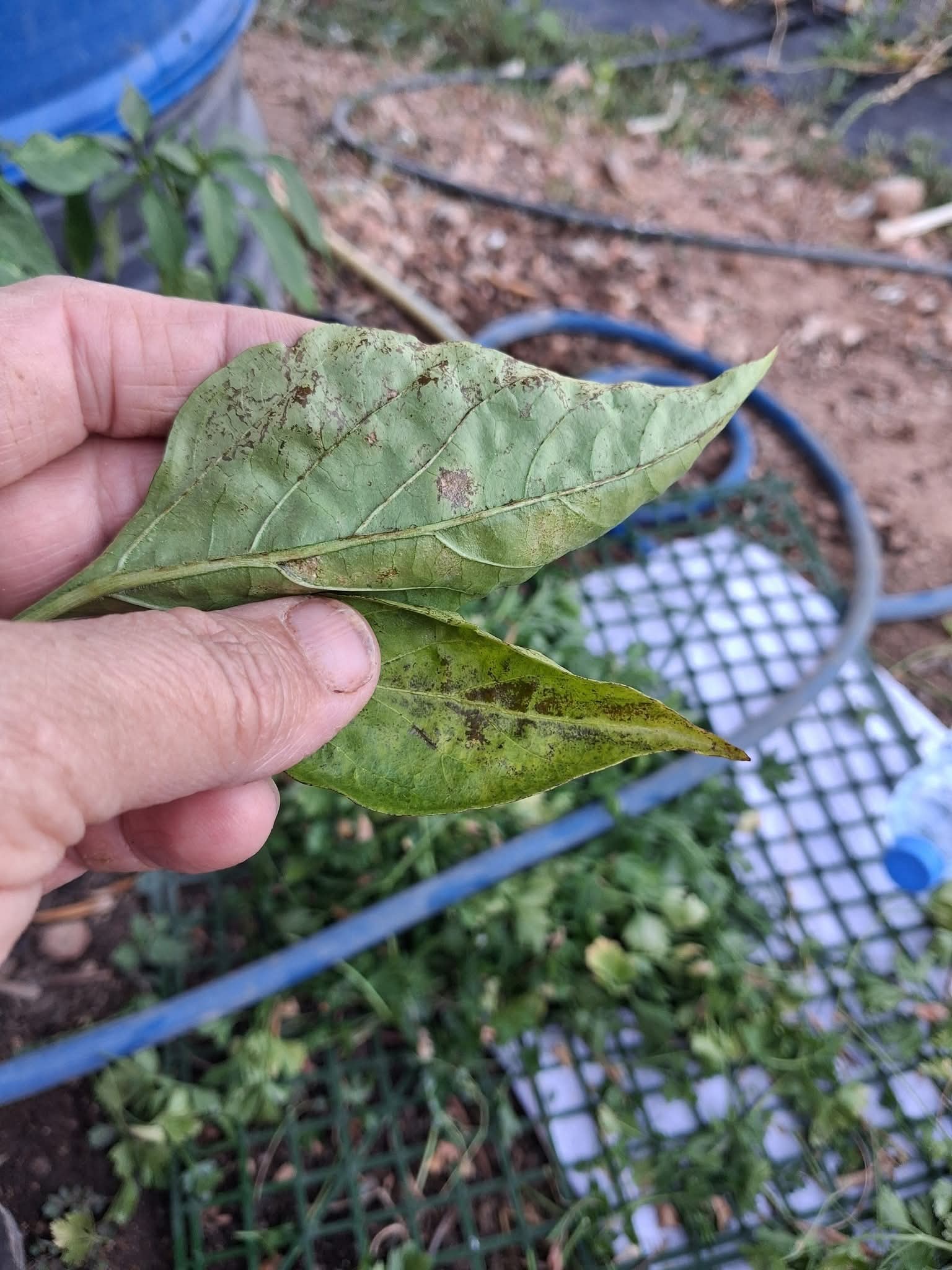Biber (Capsicum annuum)