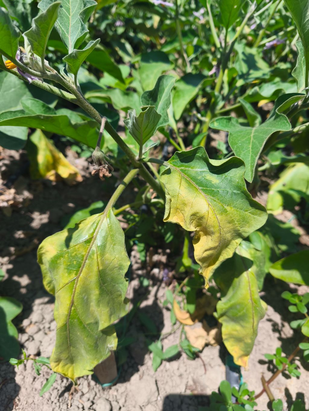 Patlıcan (Solanum melongena)