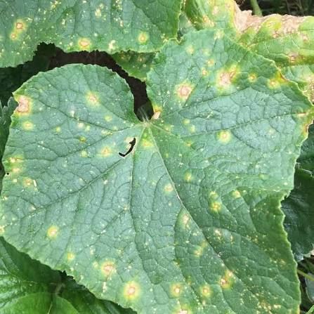 Hıyar (Cucumis sativus)