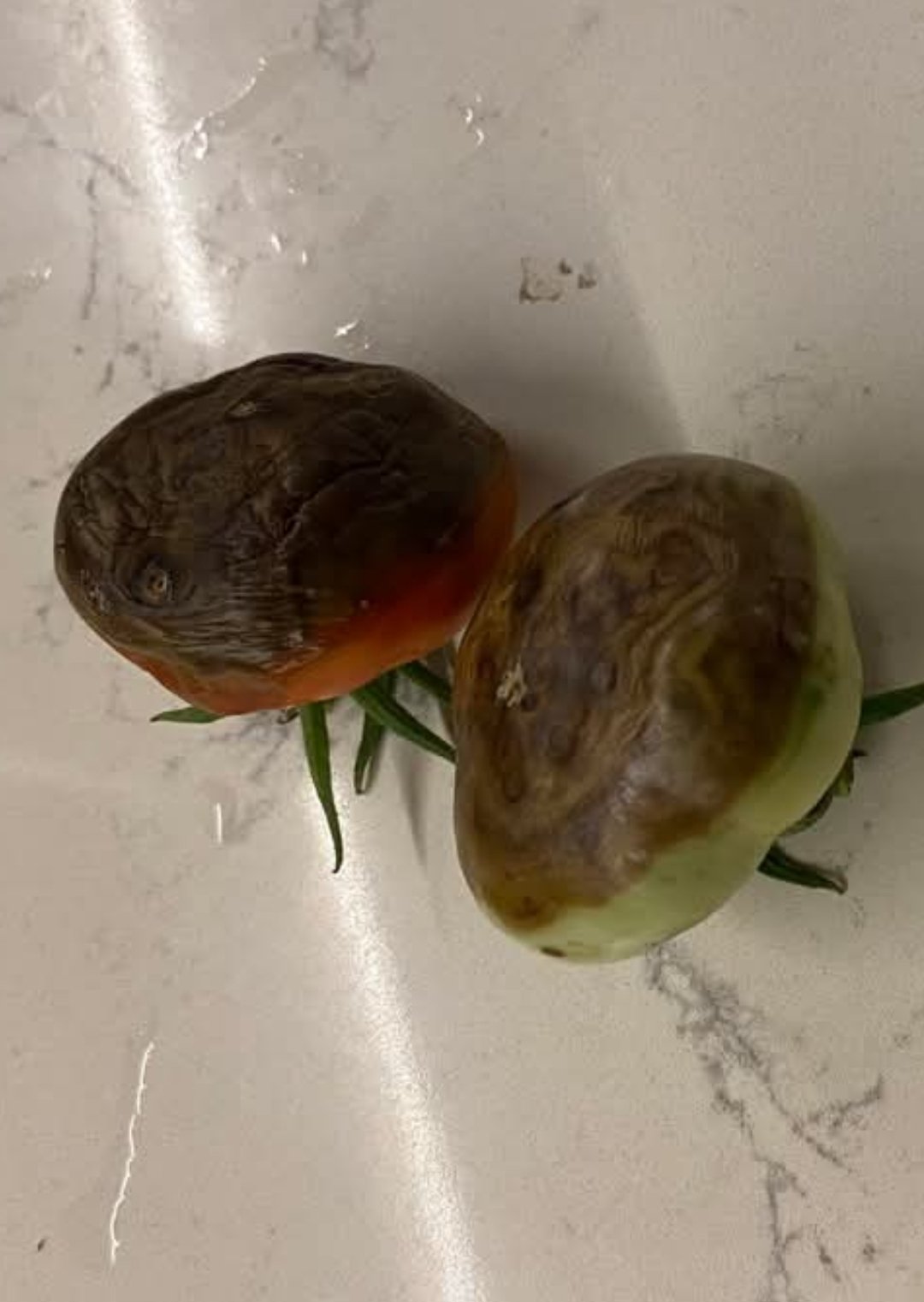 Domates (Solanum lycopersicum)