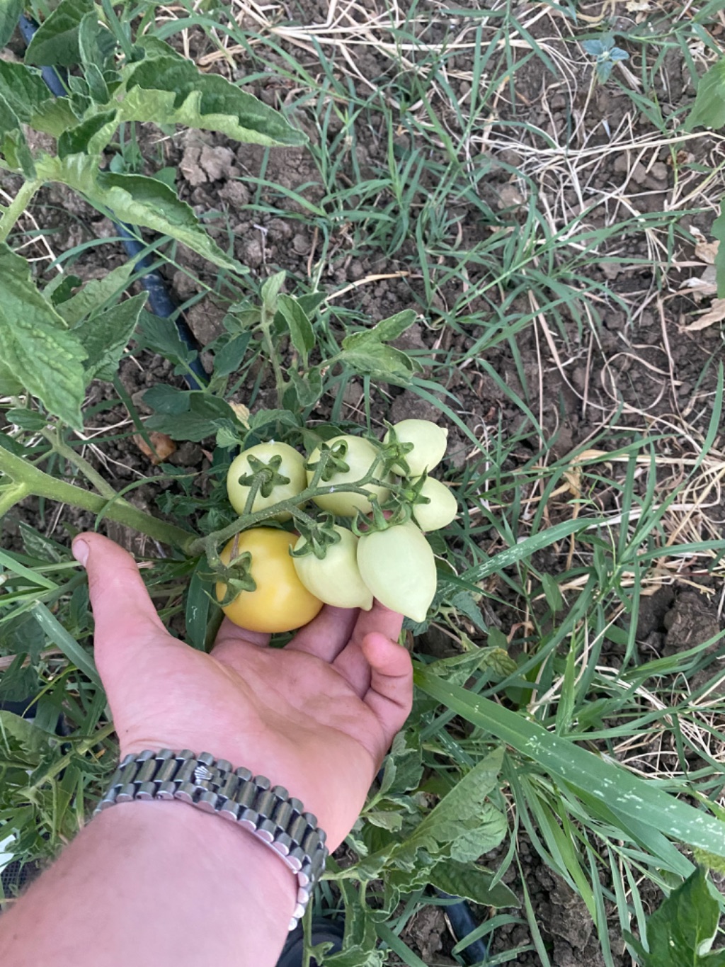 Domates (Solanum lycopersicum)