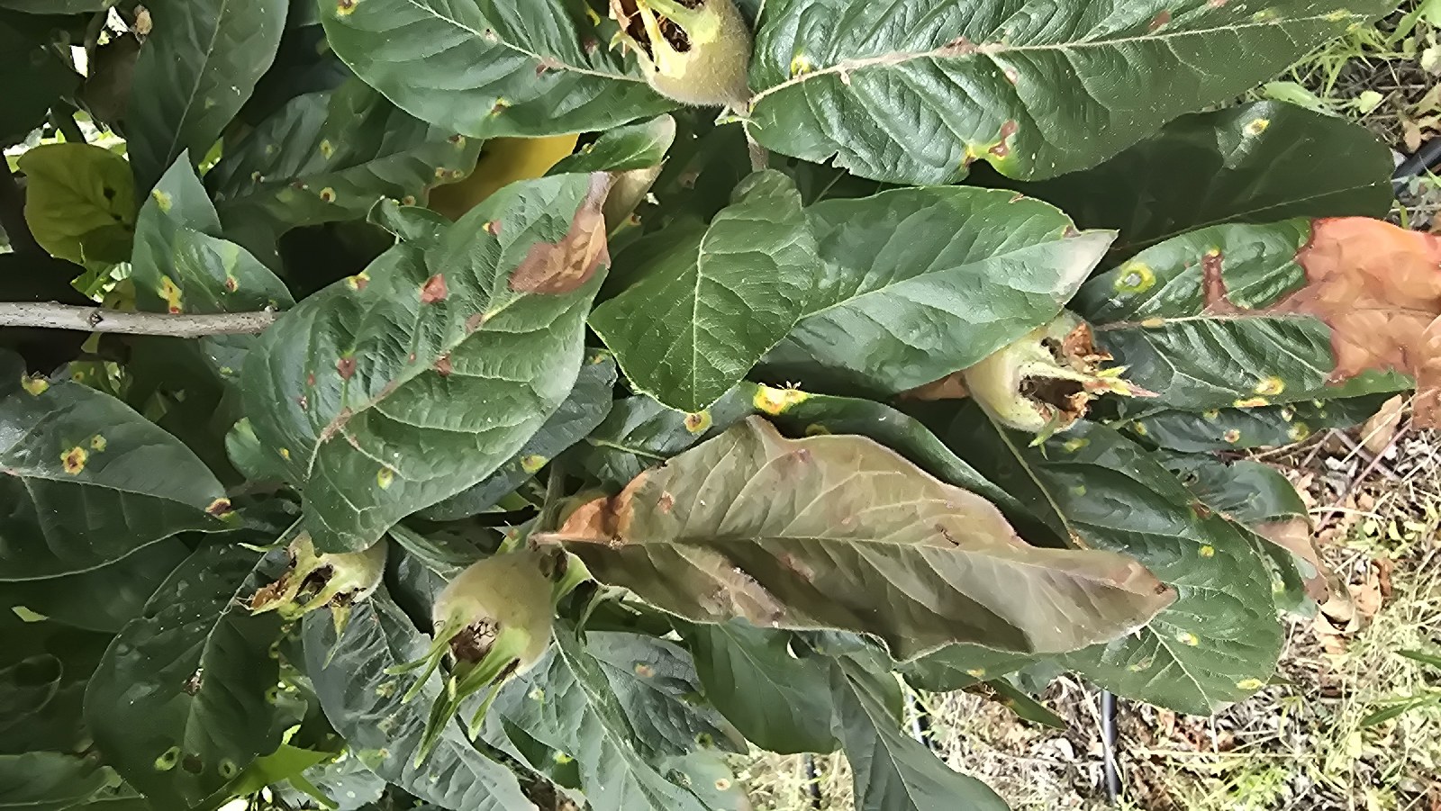 Japon Muşmulası (Eriobotrya japonica)