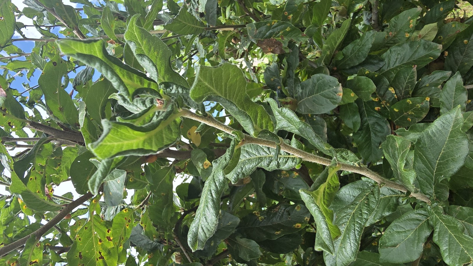 Muşmula (Eriobotrya japonica)